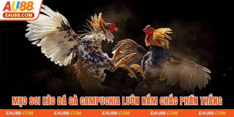 Soi Kèo Đá Gà Campuchia